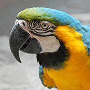 Ara