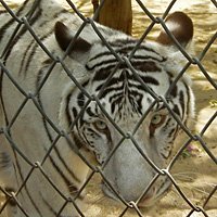 Zoo Jaipur